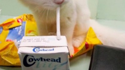 급식 뺏겨서 아깝냥, 빨대로 우유먹는 고양이 본적 있나요?