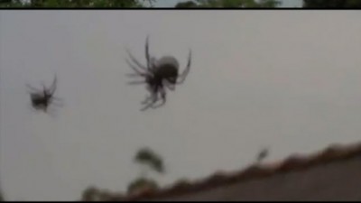 하늘 덮은 거미 떼 네티즌은 경악하는데, 곤충학자는 덤덤