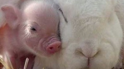 돼지 토끼 실사판 “누가 돼지입니까?”