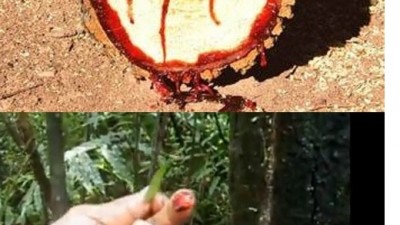피 흘리는 나무 “새빨간 피가 뚝뚝…무슨일?”