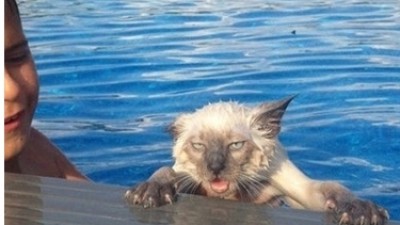 분노한 고양이 “내가 물 싫다 그랬지?…이글이글”