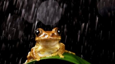 아차! 우산을 깜빡했네…‘망연자실’ 개구리 포착