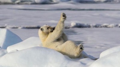 ‘쭉쭉쭉’ 다리 뻗으며 운동하는 북극곰