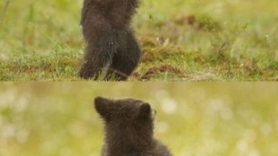 말춤 추는 곰…오빠곰은 강남 스타일