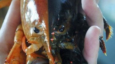 투톤 컬러 희귀한 ‘아수라 백작’ 바닷가재 잡혔다