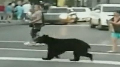 건널목 건너는 곰 “신호 지키며 사람과 같이 도로 횡단”