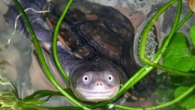 카메라 보고 씩 웃는 ‘포토제닉 거북이’ 화제