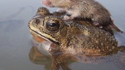 “살려줘!” 연못에 빠졌다 두꺼비 등 올라탄 생쥐