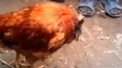 터키 머리 없는 닭 전 세계 희귀생명체에 네티즌 관심 폭발