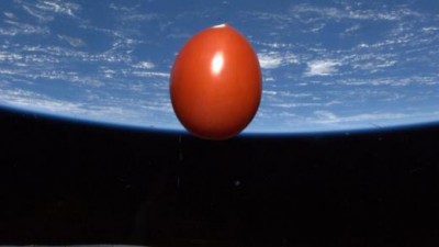 합성 아닙니다!…지구 밖에 떠있는 ‘우주 토마토’ 화제