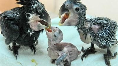 ‘세계에서 가장 못생긴 앵무새’ 체코서 탄생