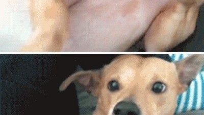충격 받은 강아지 표정