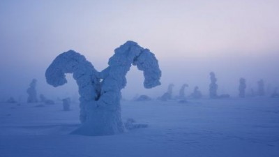 이 세상이 아닌듯…꽁꽁 얼어버린 북극권 나무들