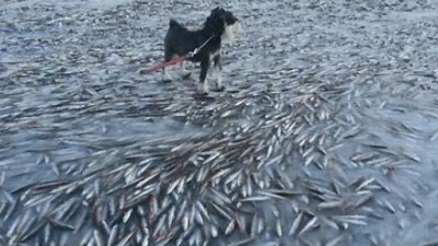 바다 속 헤엄치다 ‘얼어붙은 물고기떼’ 화제