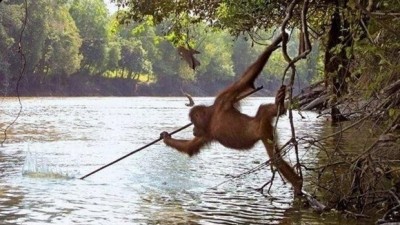 오랑우탄의 사냥법