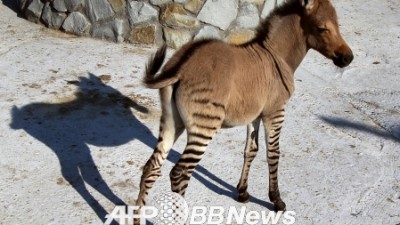 다리는 얼룩말, 얼굴은 당나귀?…희귀동물