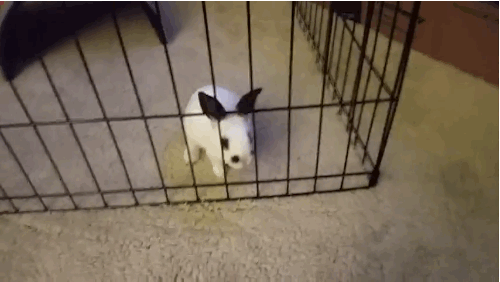 토끼장에 갇힌 토끼