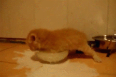 우유먹는 고양이