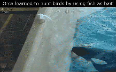 고래의 사냥법