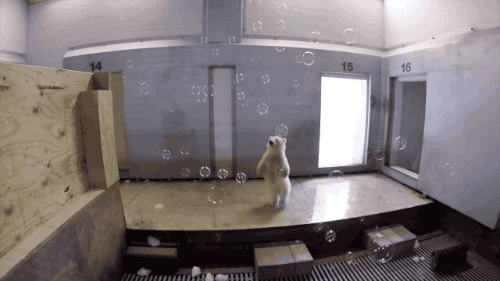 비누방울을 처음 봄 아기곰